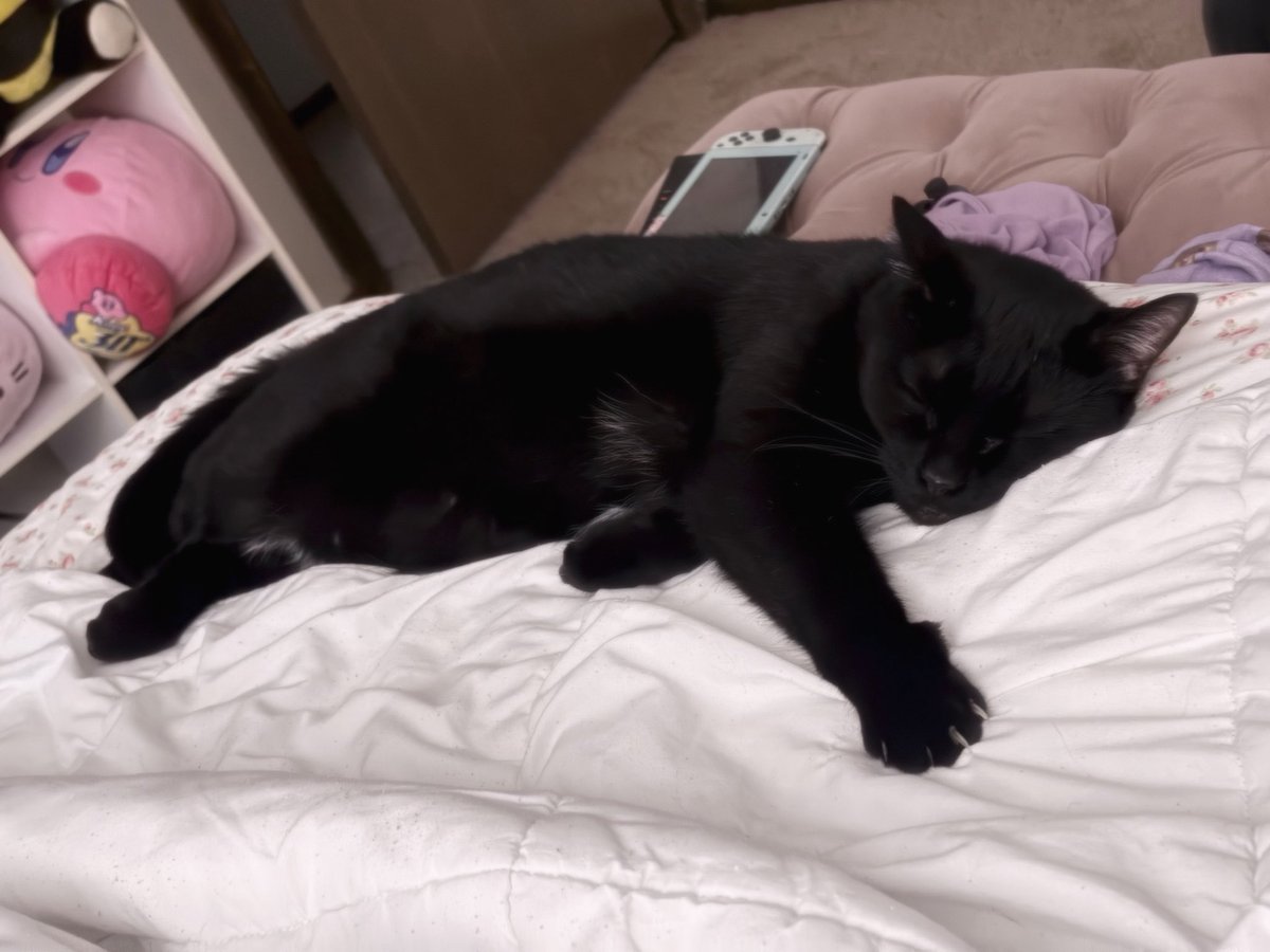sleepinginflora's tweet photo. bastion is being so cute this morning :,3 https://t.co/zHZwuy4tG1