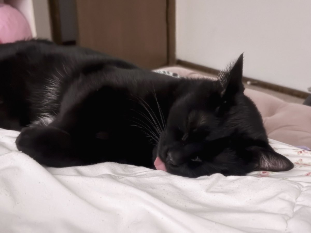 sleepinginflora's tweet photo. bastion is being so cute this morning :,3 https://t.co/zHZwuy4tG1