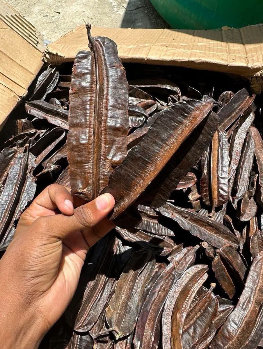 Herbal_Root's tweet photo. SOLUTION FOR FIBROID,BIG TUMMY OR CANCER

GET 3 AIDAN FRUIT
GUAVA LEAVES
LIME LEAF OR THE SEED.

DIRECTION 👇

WASH THEM VERY WELL. 
BOIL THEM ALL TOGETHER FOR 20 MINUTES. ALLOW THE WATER TO COOL OFF
THEN TAKE A GLASS OF IT MORNING AND NIGHT.
#CancerCare #fibroid #herbs https://t.co/09U4LwEkcD