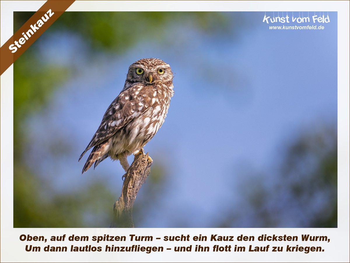 KunstVomFeld's tweet photo. Steinkauz — https://t.co/yea4ZPgAVk #steinkauz #eulenliebe #naturfotografie #vogelbeobachtung #truehdr https://t.co/BtPQ3bpRg5