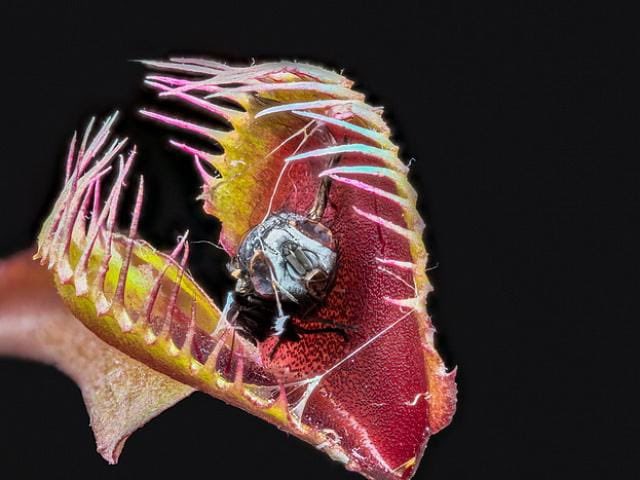WordOfBisdom's tweet photo. This is a Venus Flytrap a carnivorous plant native to the USA.

 It captures insects not because it needs them for food, but to supplement nutrients missing from nutrient-poor soil. 

Nature's engineering at its finest. https://t.co/UB68gUKCIJ