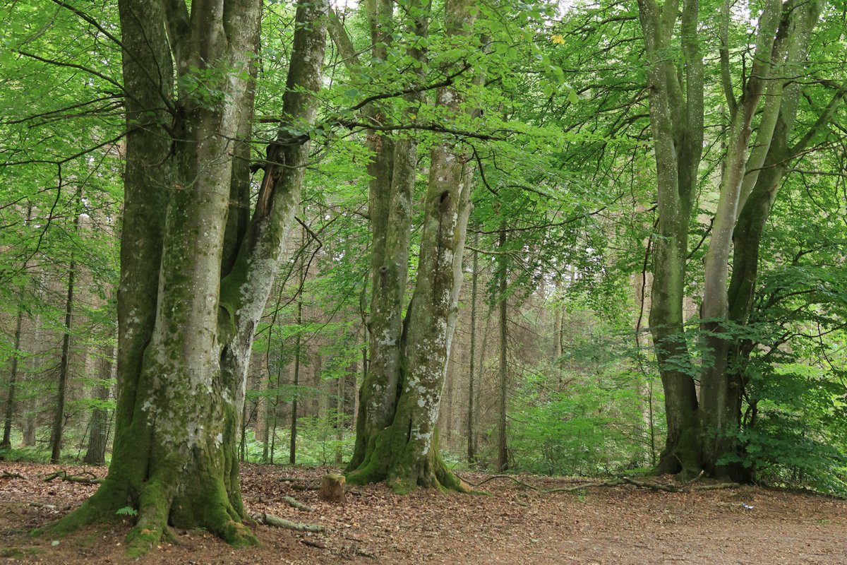 TM_Randers tweet picture