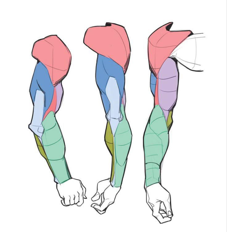 comixsenpai2005's tweet photo. Found this... The Arm muscles simplified ✨ https://t.co/lBIEkMWQNd