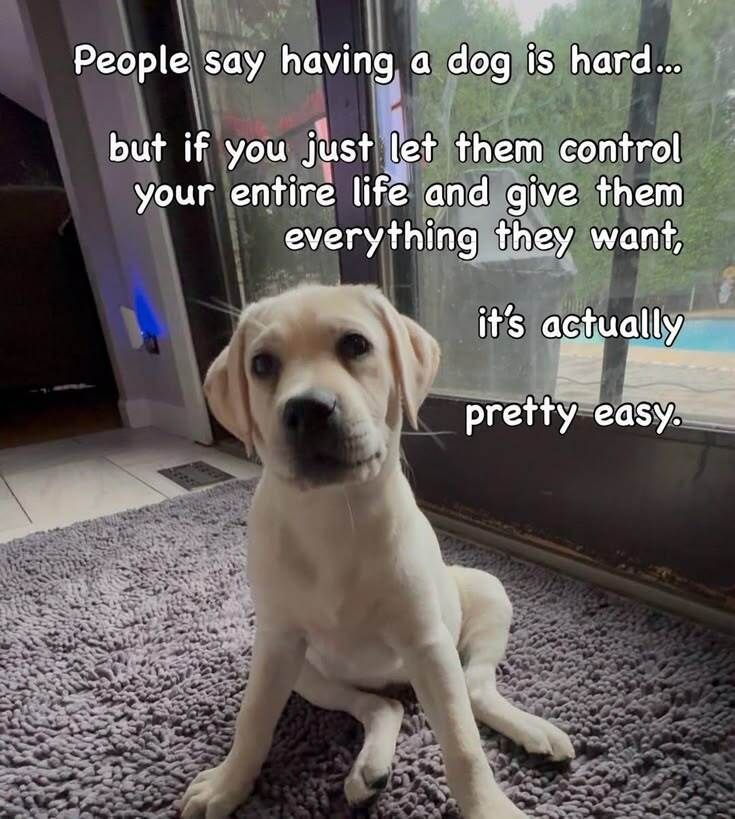 ShadowDogDesign's tweet photo. People say having a #dog is hard . . . but if you just let them control your entire life and give them everything they want, it's actually pretty easy. 🤣 🐾 🐾 

#Dogs #PrettyEasy #BestFriend #GoodDog #FaithfulFriend #LoveDogs #DogsAreLove https://t.co/qrCQtm2udC