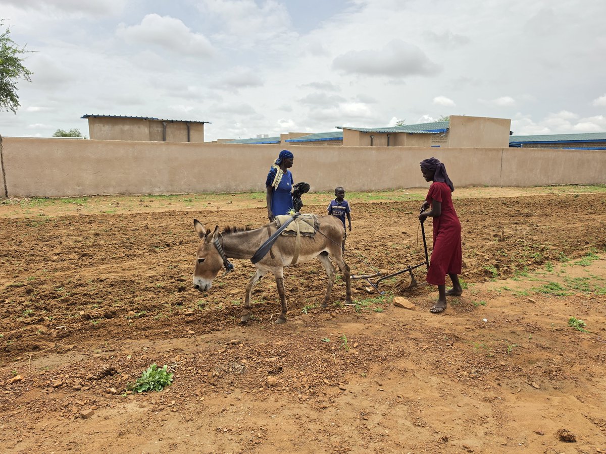 Almardi93's tweet photo. À Doroti et à Zabout, les femmes et les enfants constituent la principale main-d’œuvre des activités agricoles. Ces localités de la province du Sila font face à un important afflux de réfugiés soudanais, une situation qui accentue la pression sur les terres cultivables. #Tchad https://t.co/sasz8ZrhmF