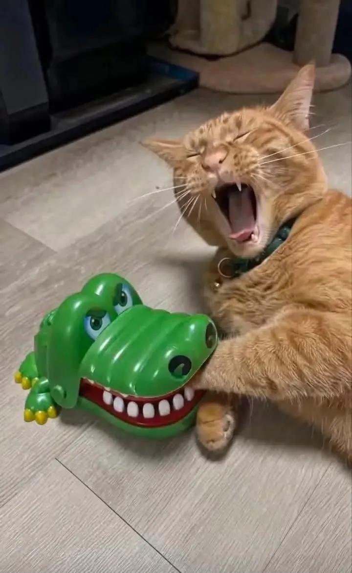 Rafanolua's tweet photo. Acabei de comprar um brinquedo… e meu gato, de algum jeito, transformou isso em uma atuação digna de Oscar. 😂🐱🎭 https://t.co/oZlFVuIh1v