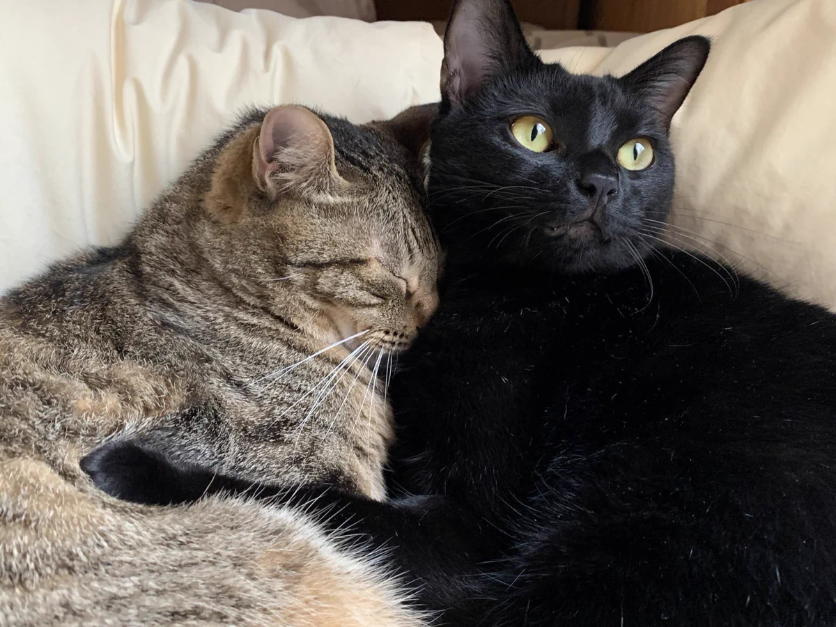 猫吸