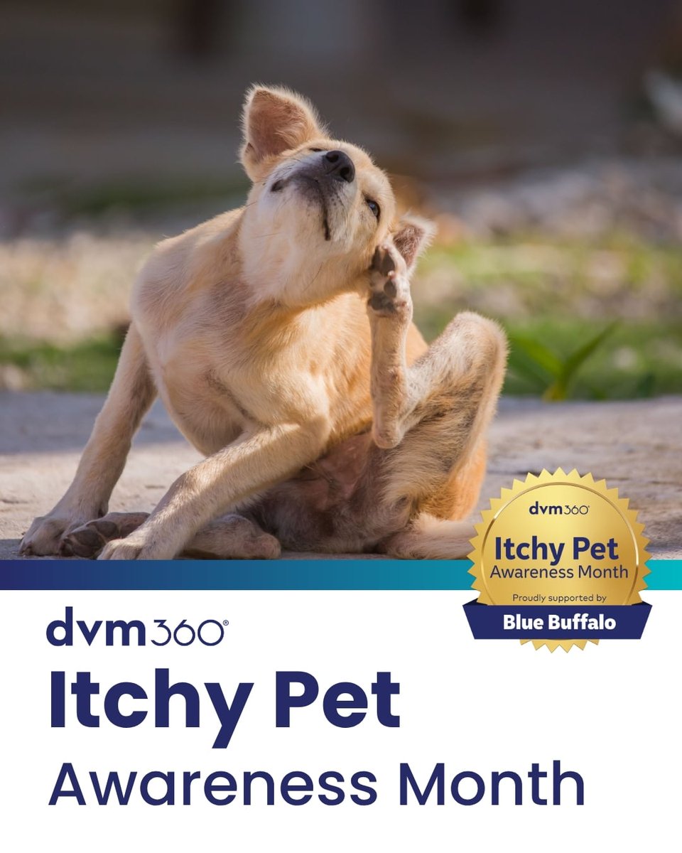 dvm360's tweet photo. 🐾 August is Itchy Pet Awareness Month!
Join us throughout the month as we explore the causes of persistent itching, diagnostic approaches, and strategies to help improve veterinary patient outcomes.
🔗 https://t.co/HhPwYKicuC
🔗 https://t.co/oklrU1pRXM
Sponsored by Blue Buffalo. https://t.co/SiBGRgoXli