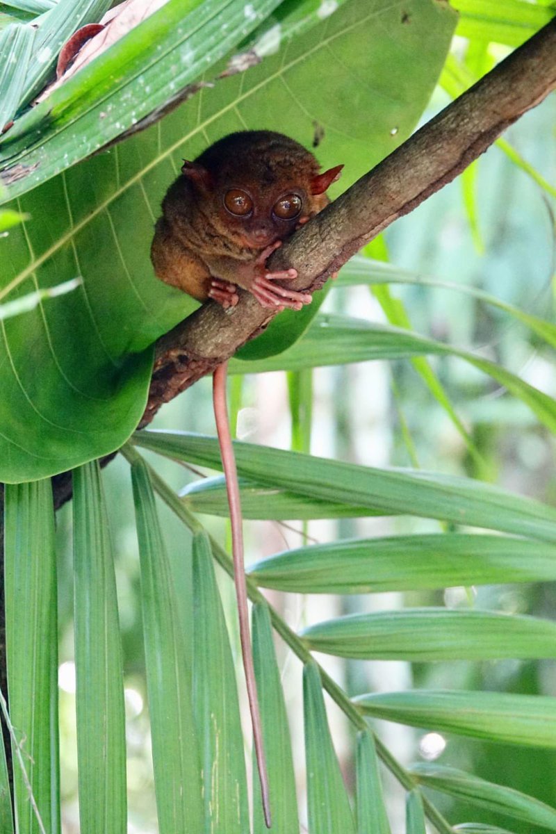 WordOfBisdom's tweet photo. Meet the Tarsier—one of the world's smallest primates and a true marvel of nature!

It lives in trees in dense rainforests and rarely comes to the ground. 

It is active at night and rests among the dense branches of trees during the day. https://t.co/6opqRvMYIm