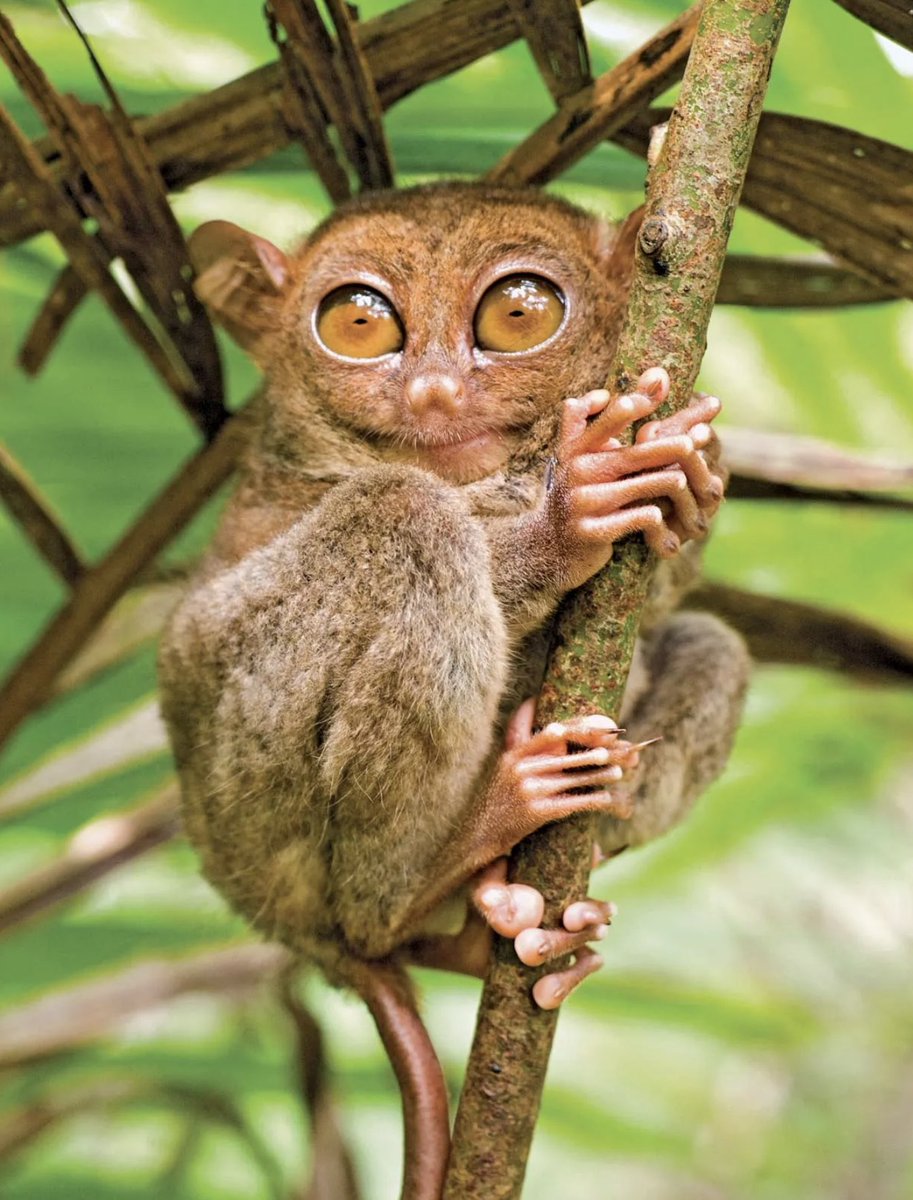 WordOfBisdom's tweet photo. Meet the Tarsier—one of the world's smallest primates and a true marvel of nature!

It lives in trees in dense rainforests and rarely comes to the ground. 

It is active at night and rests among the dense branches of trees during the day. https://t.co/6opqRvMYIm