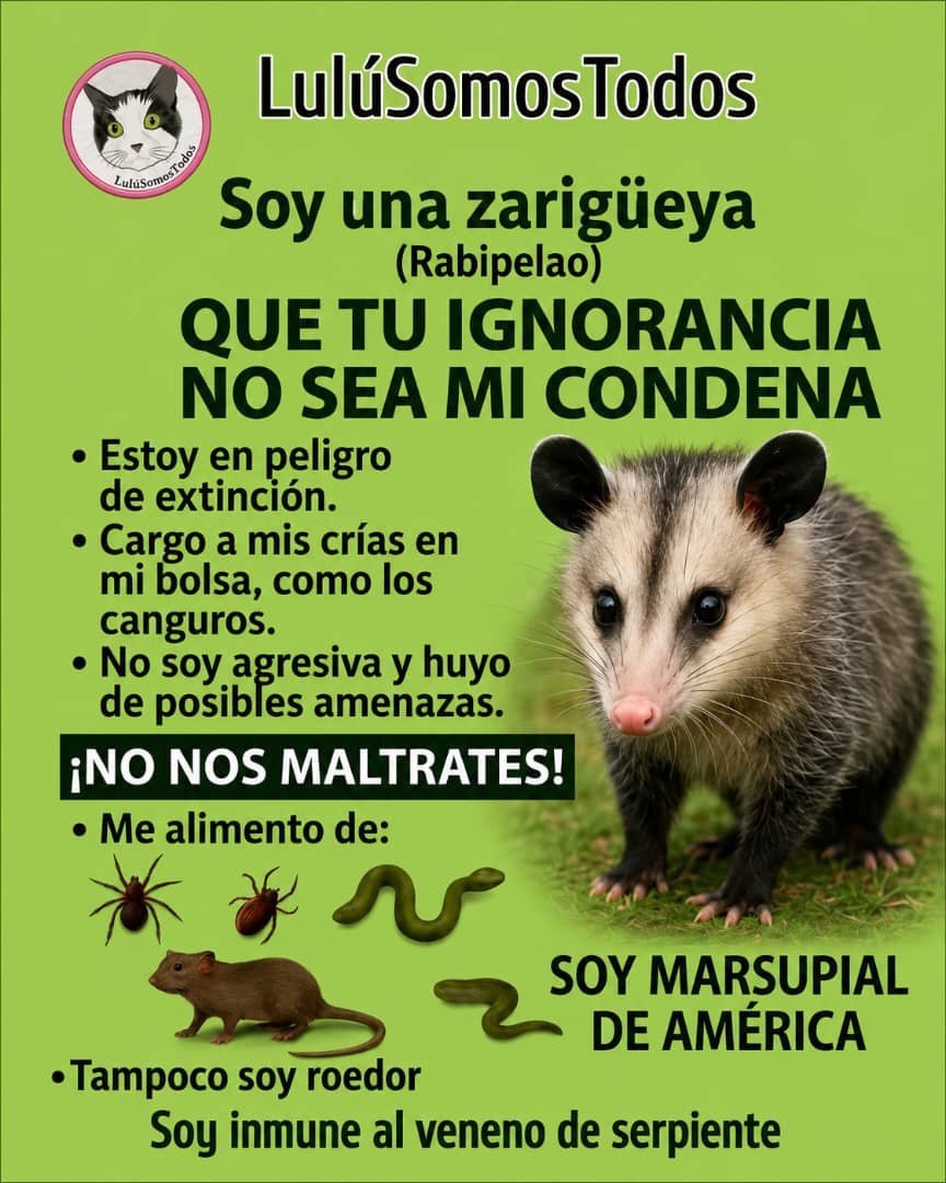 NuriTrejo's tweet photo. #1Ago. Conóceme, soy una zarigüeya. En 🇻🇪 mejor conocida como rabipelao. ¡Cuídame! 
Lulú Somos Todos. #FaunaSilvestre. #RespetoAnimal https://t.co/mey04n2JPR