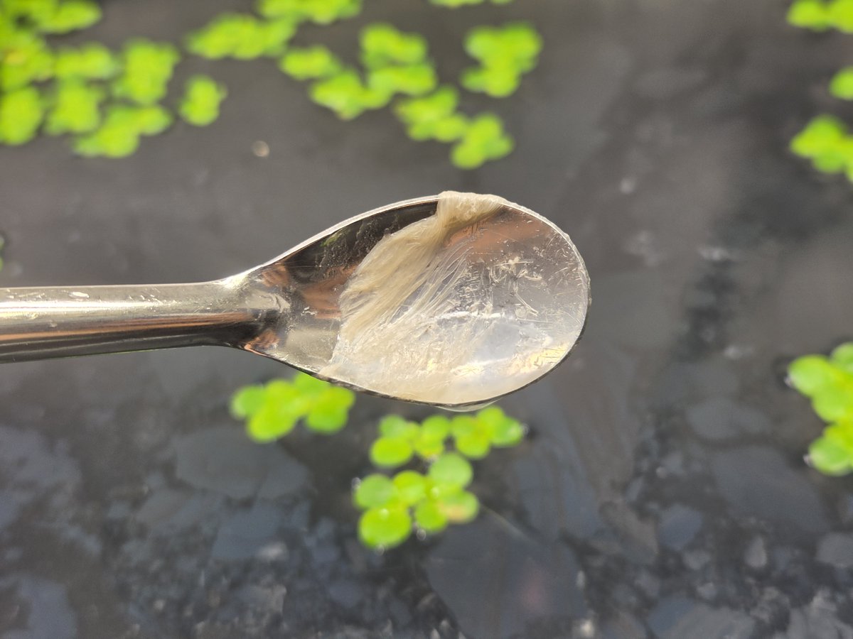 ATinyGreenCell's tweet photo. Weird biofilm growin in my duckweed. @plasmidsaurus to the rescue! Gonna send it for microbiome analysis and then make a gameplan on treatment/prevention. I use filtered water for the master stock, maybe an undefined carbon source from the fertilizer? Gonna switch to defined fert https://t.co/RvyS3cyZur