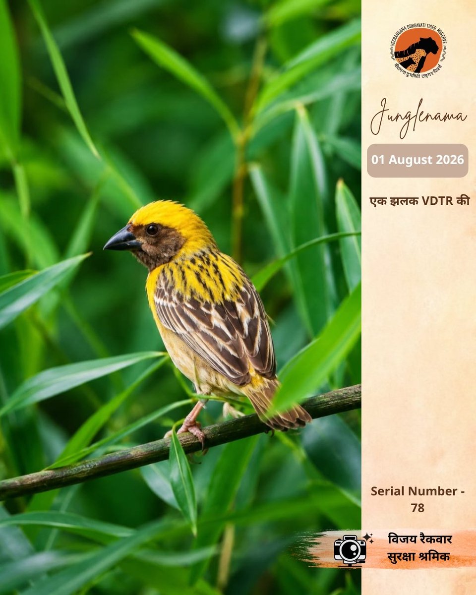 vdtrofficial's tweet photo. Junglenama | एक झलक VDTR की 

बया पक्षी (Baya Weaver) अपने अद्भुत बुने हुए घोंसलों के लिए प्रसिद्ध है। तिनका-तिनका जोड़कर बनाया गया इसका आशियाना धैर्य, कौशल और प्रकृति की अनूठी इंजीनियरिंग का प्रतीक है।

Captured by - विजय रैकवार, सुरक्षा श्रमिक, नौरादेही.

#vdtr #bayaweaver https://t.co/Ne7fTcAlFU