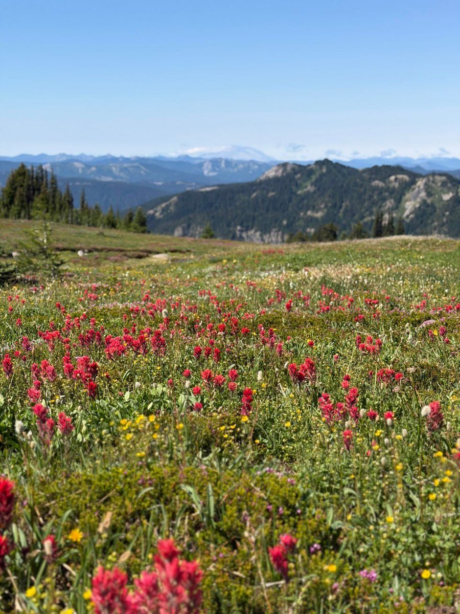 Armacsnnings's tweet photo. Goat Rocks is one of the absolute best spots in Washington State for wildflowers. The route is up Old Snowy Mountain; it’s essentially a leisurely hike with a very steady, gradual ascent, a 3,000-foot climb to reach the summit. https://t.co/F8P0mEbVdR