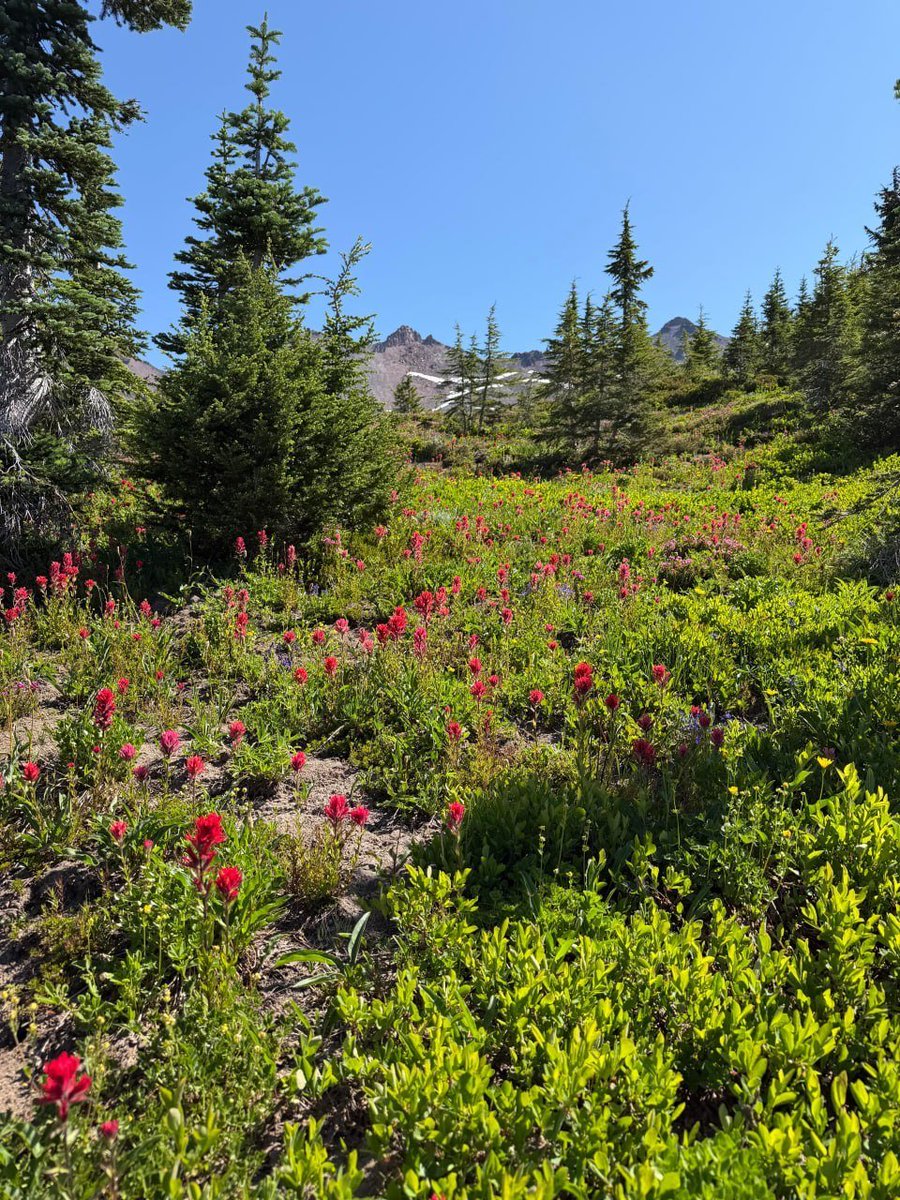 Armacsnnings's tweet photo. Goat Rocks is one of the absolute best spots in Washington State for wildflowers. The route is up Old Snowy Mountain; it’s essentially a leisurely hike with a very steady, gradual ascent, a 3,000-foot climb to reach the summit. https://t.co/F8P0mEbVdR