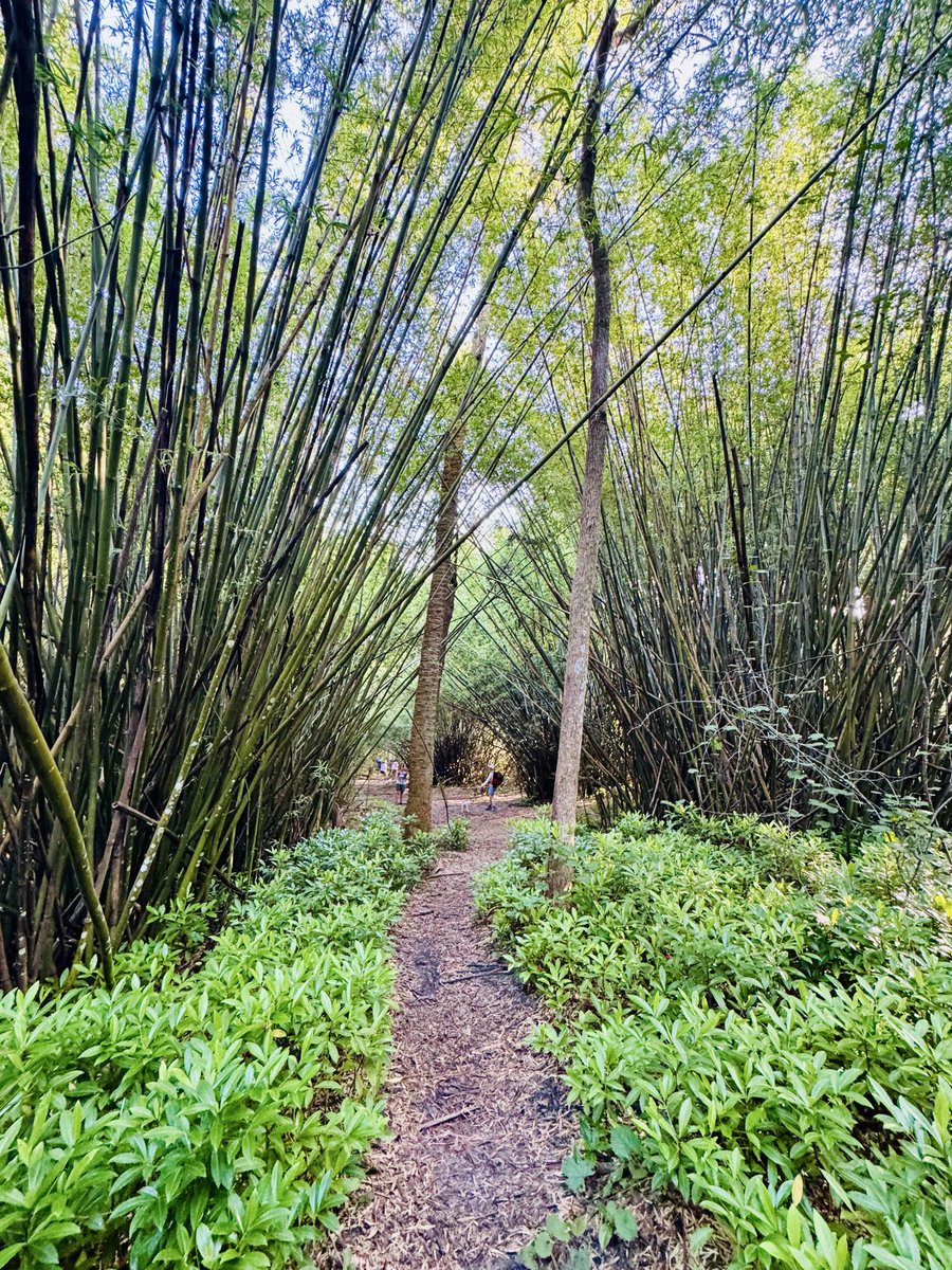 dolbyl's tweet photo. βBetween every two pines is a doorway to a new world.ββJohn Muir #optoutside #getoutside #lovefl #nature #naturephotography #floridatrails #hikefl https://t.co/E2w9tYVcA6