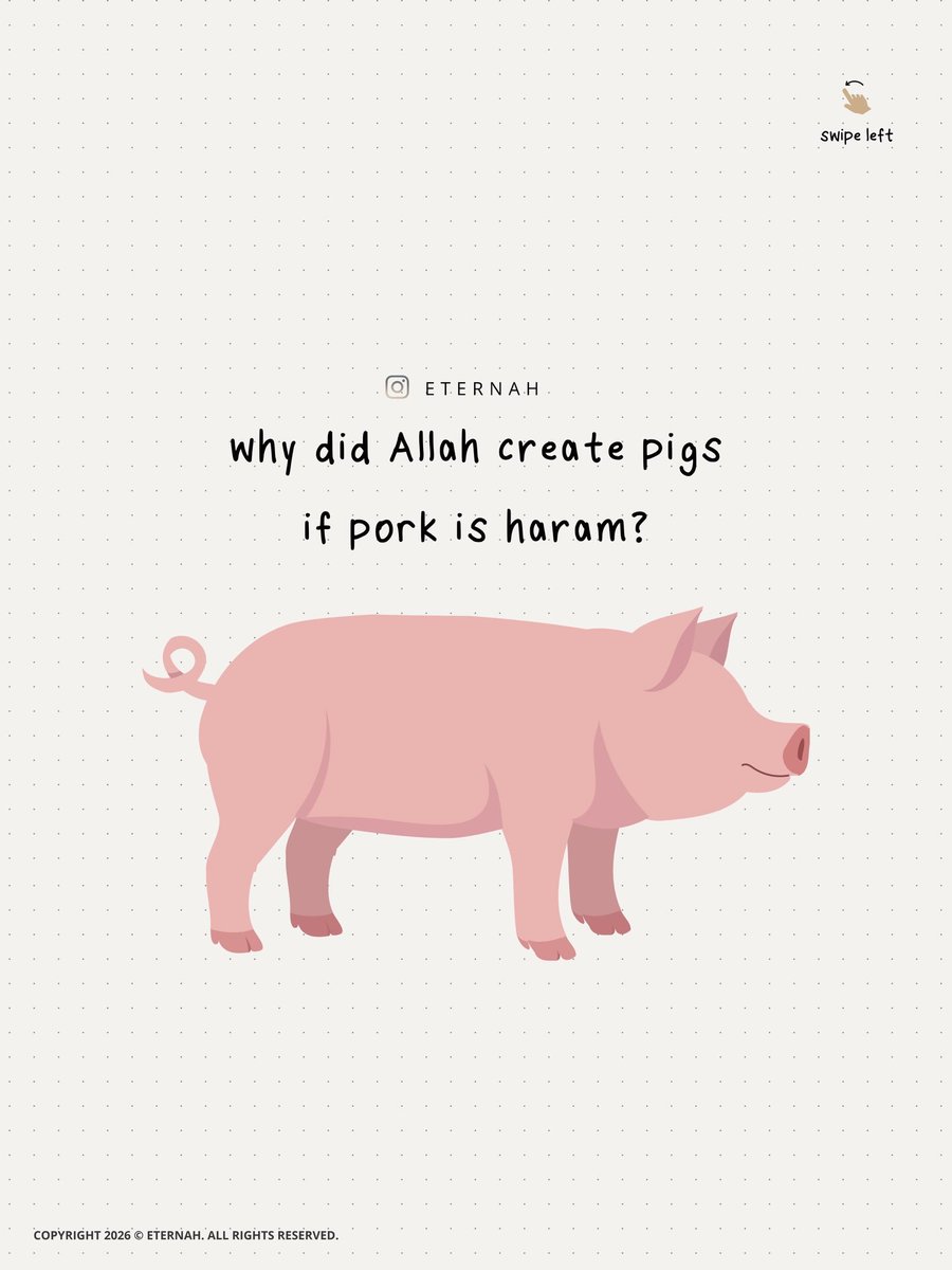 AlHuda247's tweet photo. Why did Allah create Pigs if port is haram?

THREAD https://t.co/nN8CnLBk2v
