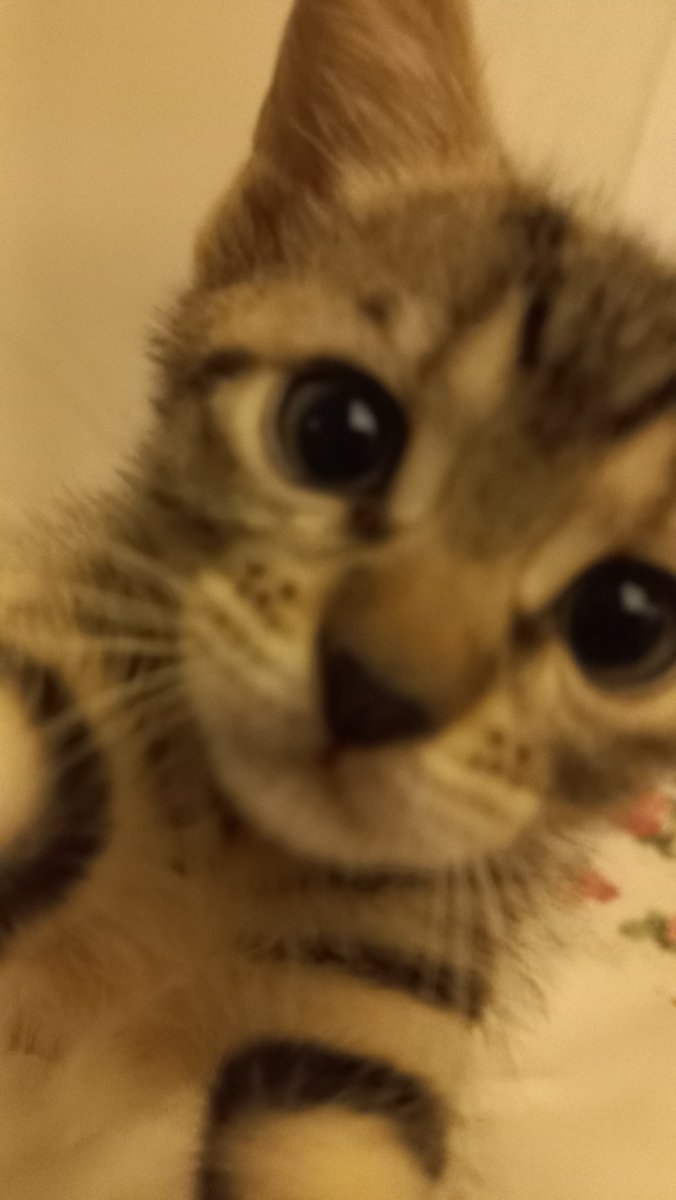 boncukmanolya's tweet photo. Dün akşam Milka'm selfie çekmişti 😹 Tipine bakın, yicemmm 🫠 https://t.co/nSvdPlTTvF