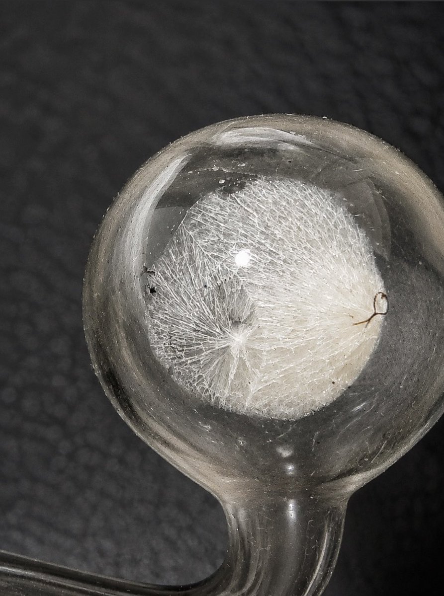 Adrianicebrady's tweet photo. Cb look gd ??
#drugstwt #methtwt #meth #drugtwt https://t.co/aMvh63qoXP