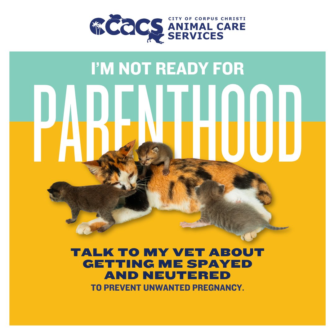 cityofcc's tweet photo. I love all the attention from the family. We play watch movies, take good naps, and share a few secrets. By the way, I overheard you asking the vet about spaying or neutering. Please take the next step for my health. 
 
Good news: There are a few organizations that offer free and low-cost options. Learn more at https://t.co/JmS4qbPaC6.
 
They Can't Talk. Know Their Needs.
 
#ResponsiblePetOwnership