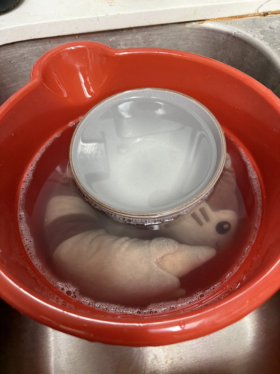 MaxxIsFurret's tweet photo. don’t worry guys, furret didn’t forget about furret friday! he was just busy getting cleaned with his friendos and is all refreshed now 🤎🤍 https://t.co/gc1cDOPYPB