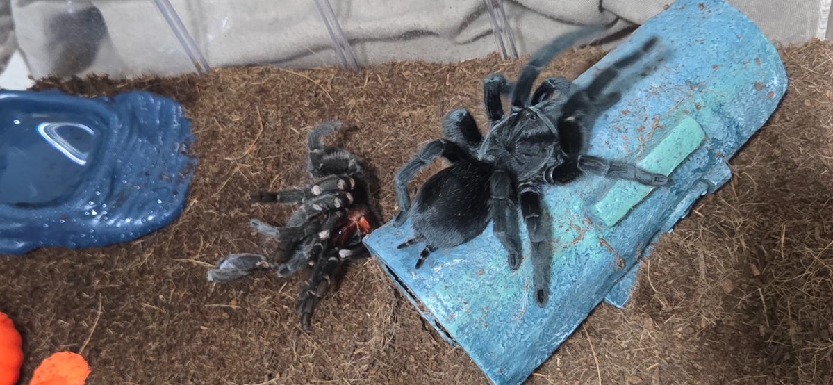 SilasWrights's tweet photo. Dear Tarantula Collective/Arachnid Hobbyists,
I bought #Wilma 4 years ago at a reptile expo under the impression that she is a Brazilian Black ⚫️ Pulchura.
There is confusion in the field about species and I want to try mating/matching/pairing for her first time.
Is this playful pet a #CurlyHair?
#HelpWanted: