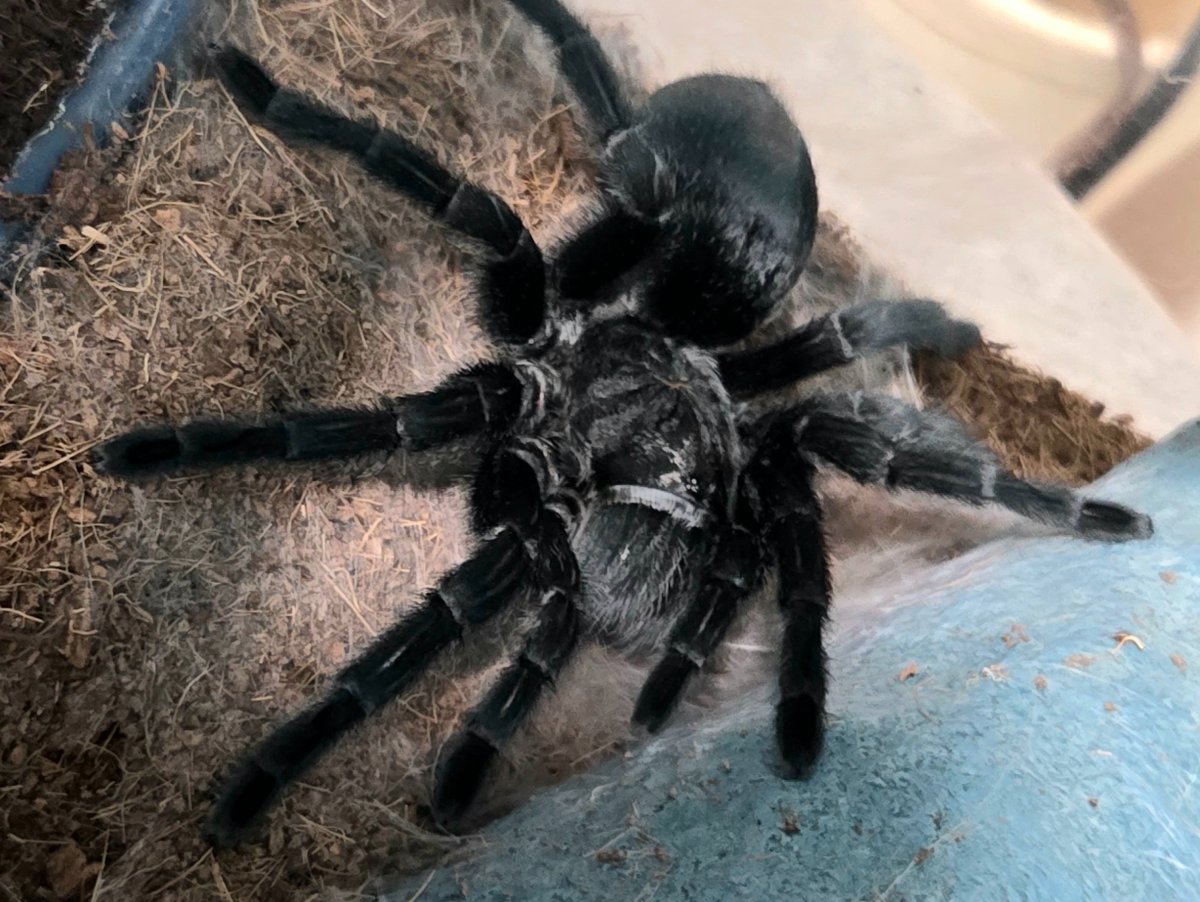 SilasWrights's tweet photo. Dear Tarantula Collective/Arachnid Hobbyists,
I bought #Wilma 4 years ago at a reptile expo under the impression that she is a Brazilian Black ⚫️ Pulchura.
There is confusion in the field about species and I want to try mating/matching/pairing for her first time.
Is this playful pet a #CurlyHair?
#HelpWanted:
