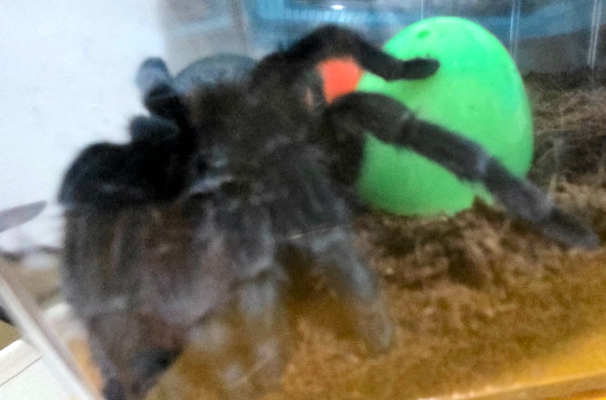 SilasWrights's tweet photo. Dear Tarantula Collective/Arachnid Hobbyists,
I bought #Wilma 4 years ago at a reptile expo under the impression that she is a Brazilian Black ⚫️ Pulchura.
There is confusion in the field about species and I want to try mating/matching/pairing for her first time.
Is this playful pet a #CurlyHair?
#HelpWanted: