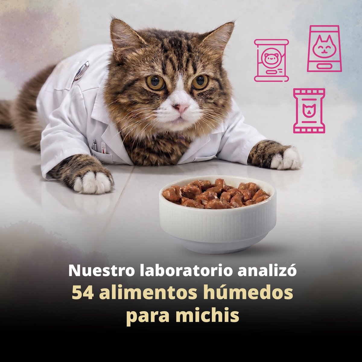 Profeco's tweet photo. 🐱 ¿Sabes qué contiene realmente el alimento húmedo que le das a tu #gato?

La @RdelConsumidor analizó 54 productos de alimento húmedo para gato y encontró que:

🔎 Tres productos de una misma marca declaran más proteína de la que realmente contienen.

⚠️ Dos productos presentan leyendas e imágenes confusas o que no pudieron comprobarse.

Antes de elegir, infórmate y consulta con especialistas sobre las necesidades nutrimentales de tu mascota.

Conoce el estudio completo en la edición más reciente de la Revista del Consumidor.

Leer más en: https://t.co/fw51XoIR62
