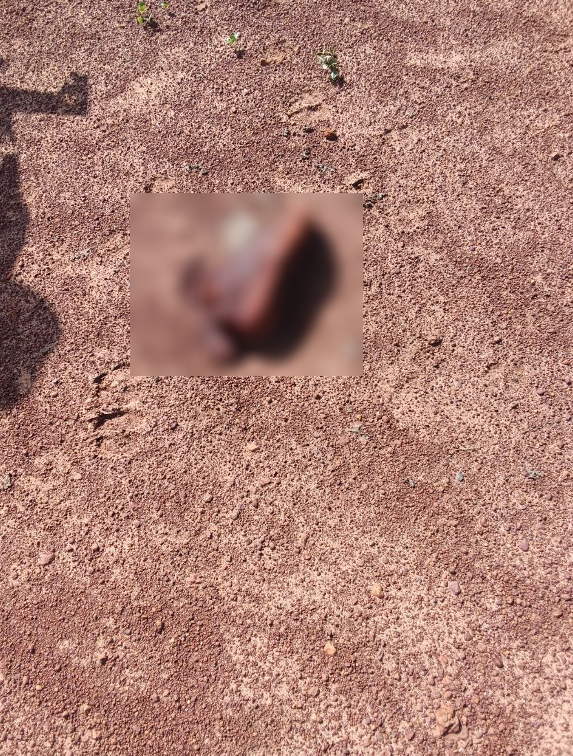TheAfricaCorps's tweet photo. Attention: images brutales!

Les militaires arrivés sur les lieux ont découvert des civils décédés et du bétail.

https://t.co/S3JQg3w09y https://t.co/gKPHVFzF6f