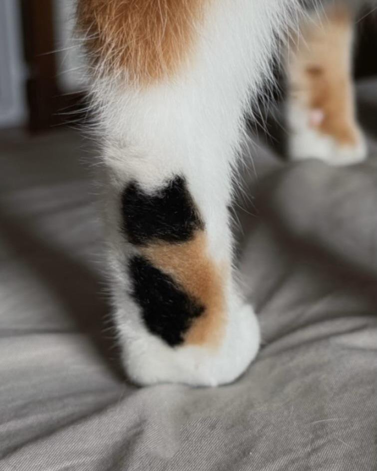 itsme_urstruly's tweet photo. It seems cat got natural tattoo of a cat on its paw 🐾 https://t.co/Nov6Np2kCh