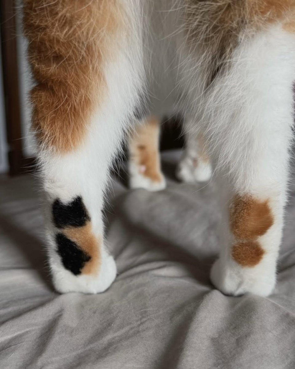itsme_urstruly's tweet photo. It seems cat got natural tattoo of a cat on its paw 🐾 https://t.co/Nov6Np2kCh