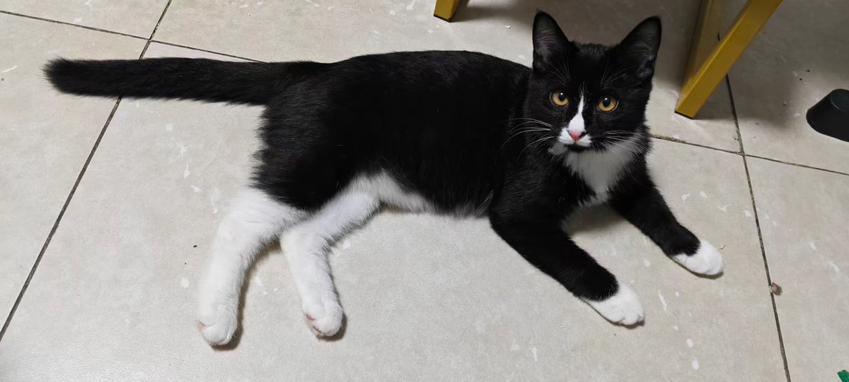 Yefe12138's tweet photo. 远看肥猫大，近看大肥猫。
肥猫真是大，真是大肥猫。 https://t.co/RWrhriTvXM