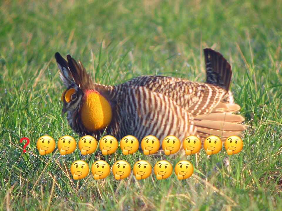 DalangoXD's tweet photo. if a common cuckoo and a siren got together, who’s getting cucked first 🤔

Hypothetically speaking of course https://t.co/vVAHtio4kO