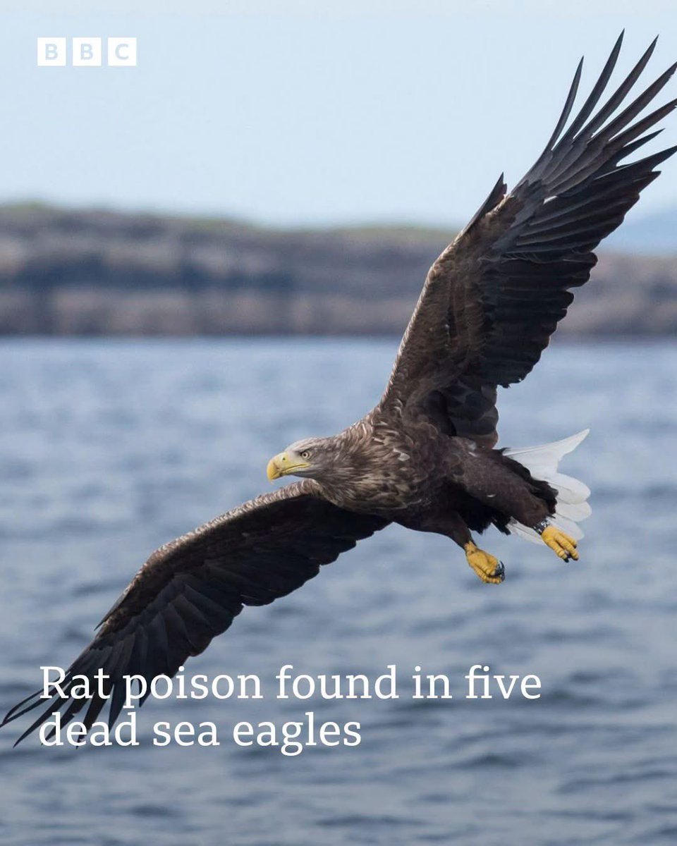 domdyer70's tweet photo. Rat poison has been found in five white-tailed sea eagles that died in Dorset - part of a wider probe into 10 suspected poisoning cases since the birds returned to the Isle of Wight in 2019.

Read more: https://t.co/eIC9reEwrR https://t.co/Gu5wfJzMxa