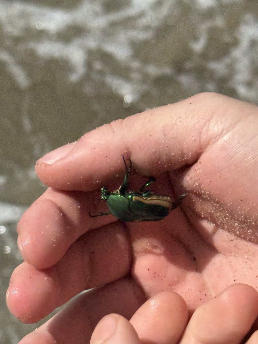 imjoycebarros's tweet photo. june bug sighting in august https://t.co/XcYusa7oAw