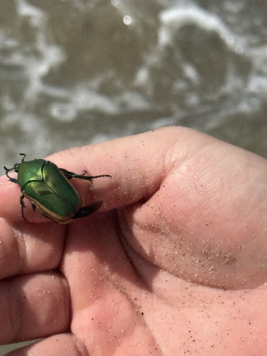 imjoycebarros's tweet photo. june bug sighting in august https://t.co/XcYusa7oAw