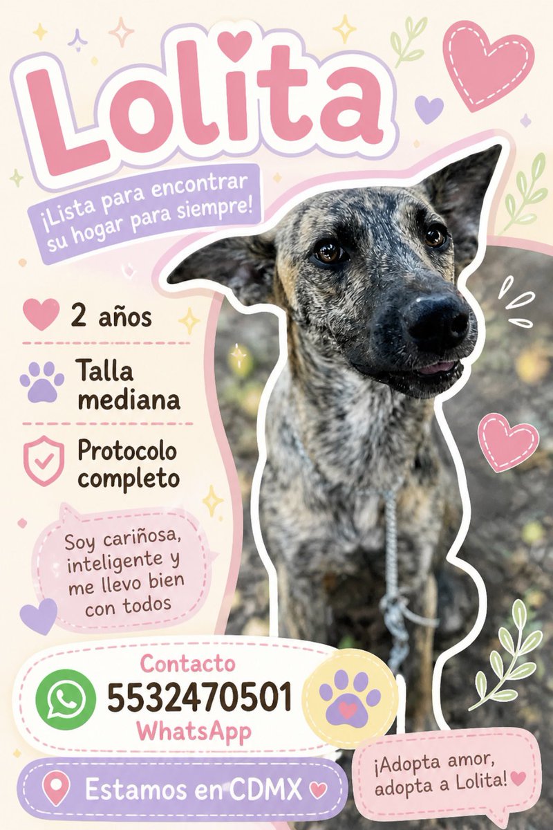 HELA_MORE's tweet photo. Lolita sigue esperando a la familia con la que tanto sueña. 🤍🐾

Si está en tus posibilidades adoptar, dale una oportunidad a un perrito de esos que casi nadie voltea a ver.

Adopta al rechazado, al ignorado, al viejito, al negrito, al mestizo, al que lleva meses o incluso años esperando. Son ellos quienes más necesitan una segunda oportunidad y quienes, muchas veces, terminan siendo los compañeros más agradecidos y leales.

Lolita solo necesita que alguien decida mirarla con el corazón.

Estamos en CDMX. Si quieres conocerla o iniciar un proceso de adopción, escríbenos.