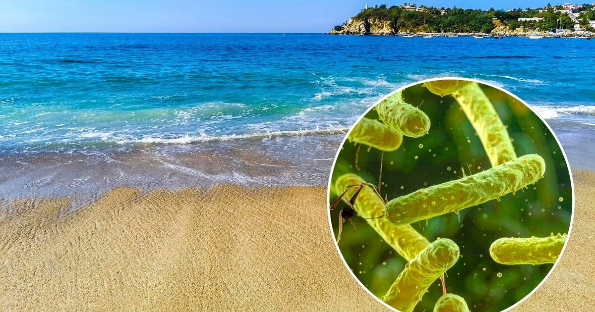 La_Region_Tula's tweet photo. ¿Bacteria “come carne” está presente en México?; conoce qué es, sus síntomas y cómo se contagia

La bacteria conocida científicamente como Vibrio vulnificus ha activado las alarmas en la población mexicana, luego de que autoridades sanitarias reportaran la muerte de una persona infectada en el condado de Palm Beach en Estados Unidos.

De acuerdo con el medio The Independent, hasta el momento se han confirmado 12 personas infectadas por la bacteria en lo que va del 2026 en el estado de Florida, mientras que en el año pasado se reportaron 5 muertes y al menos 33 casos.

También conocida como la “bacteria come carne”, este microorganismo puede ocasionar enfermedades graves al entrar al cuerpo, que suelen agravarse en personas mayores o con defensas bajas y enfermedades crónicas previas, como diabéticos, afectaciones hepáticas, arritmias o fallas renales.

¿Qué es y cómo se contagia esta bacteria?

Las bacterias del género Vibrio invaden las aguas de los océanos y zonas costeras, pues prefieren habitar en entornos acuáticos salinos de altas temperaturas. La presencia de esta bacteria aumenta durante las olas de calor impulsadas por el cambio climático que calientan el mar.

En cuanto a la causa del contagio, esta bacteria puede transmitirse de dos maneras, la primera al ingresar al cuerpo a través de las lesiones o heridas abiertas que entran en contacto con el agua salada y la segunda a través de la ingesta de mariscos u ostiones crudos o poco cocidos.

Se les conoce popularmente como bacterias “come carne” o carnívoras debido a que suelen liberar toxinas que matan las células y descomponen el tejido en el área afectada, lo que en casos graves puede provocar una infección llamada fascitis necrosante, que destruye la piel, la grasa y le tejido muscular.

¿Cuáles son sus síntomas y señales de alarma?

De acuerdo con los Centros para el Control y la Prevención de Enfermedades (CDC), los primeros síntomas de este tipo de bacterias pueden incluir escalofríos, fiebre, dolor intenso en el área afectada junto a enrojecimiento, inflamación, piel caliente e infecciones cutáneas.

Otros síntomas posteriores que podrían encender alarmas son cambios en el color de la piel, diarrea, náuseas, mareos, fatiga, secreciones o pus, úlceras, ampollas o manchas negras. En el peor de los casos, podría generar septicemia o incluso necrosis, que conlleva a la amputación.

¿Está bacteria está presente en México?

Hasta el momento no se ha recibido una alerta federal de salud ni una confirmación oficial sobre la presencia de casos por infección en México, en 2026. No obstante, estudios científicos han detectado su presencia en los litorales de mexicanos, en costas de Sonora y Sinaloa.

No obstante, de acuerdo con información del Centro de Investigación en Alimentación y Desarrollo (CIAD) de la Secretaría de Ciencia, Humanidades, Tecnología e Innovación, en México no existe vigilancia para esta bacteria, y se tienen muy pocos reportes de contagios en el país.