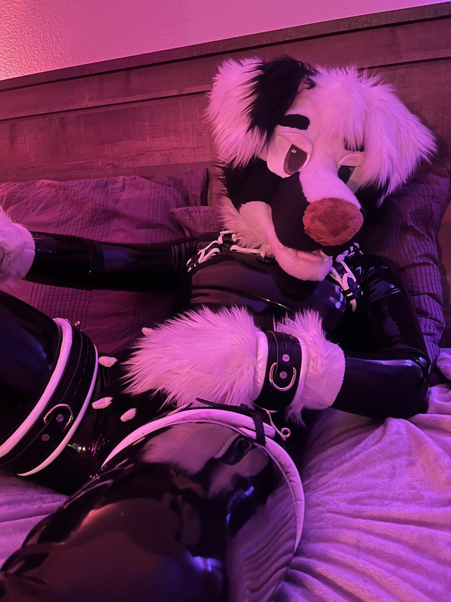 rubber_dog's tweet photo. Well don’t just keep staring  😊

#ShinySaturday
📸: @kilobyytes https://t.co/SmaQXvWLKx