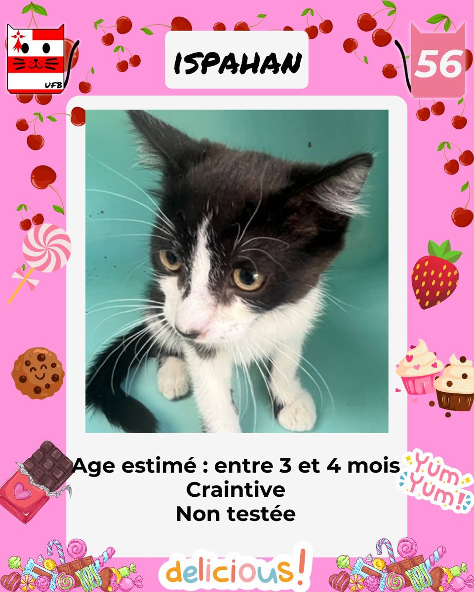 justineducern's tweet photo. En fourrière dans le dépt 56 
Je suis à ADOPTER pour me sauver et me permettre de continuer à vivre, mais avant le 7 Août . 
Pour tous renseignements vous pouvez contacter  Urgences fourrières de Bretagne par ce lien bleu,  
et leur faire un message   https://t.co/slH9bNcPgQ https://t.co/Oa2KcPFV0Z