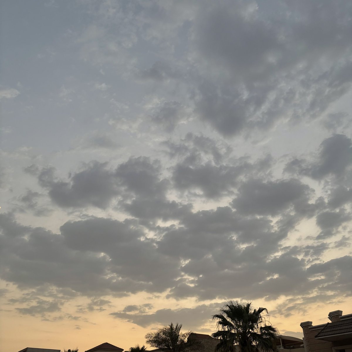 صاء tweet media