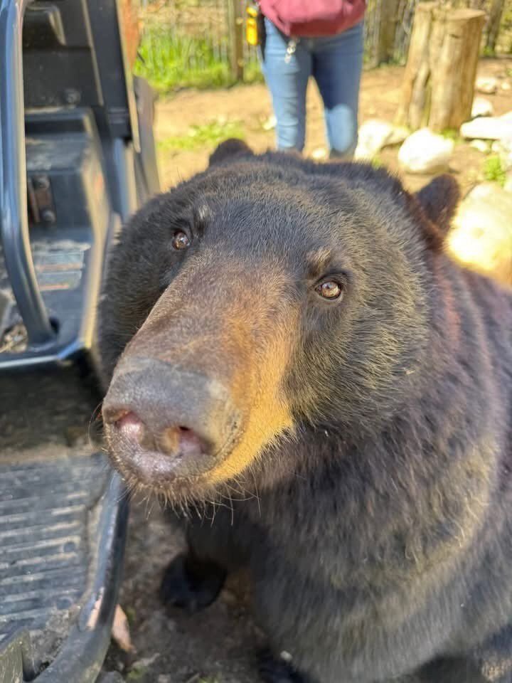 BearPosting's tweet photo. Everywhere I go
I see this face https://t.co/EP3HWGOSsE