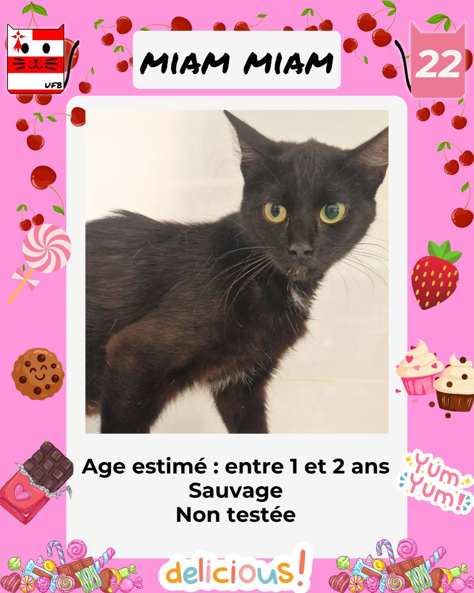 justineducern's tweet photo. En fourrière dans le dépt 22 
Je suis à ADOPTER pour me sauver et me permettre de continuer à vivre, mais avant le 7 Août . 
Pour tous renseignements vous pouvez contacter  Urgences fourrières de Bretagne  par ce lien bleu,  
et leur faire un message   https://t.co/slH9bNcPgQ https://t.co/3BgiuqcJOt