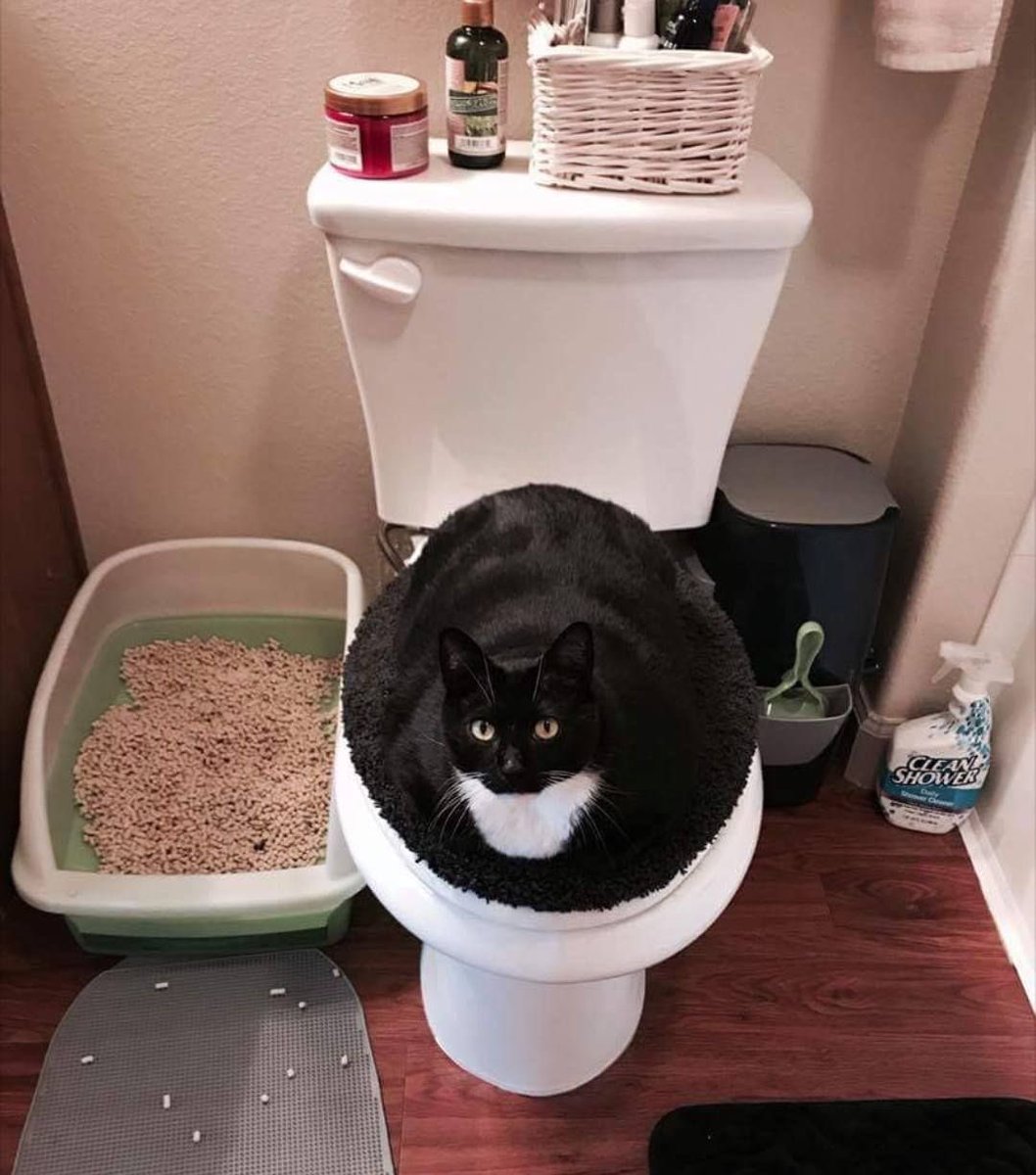 gatinarios's tweet photo. tapete de tampa de vaso https://t.co/nqPtZM1QVi