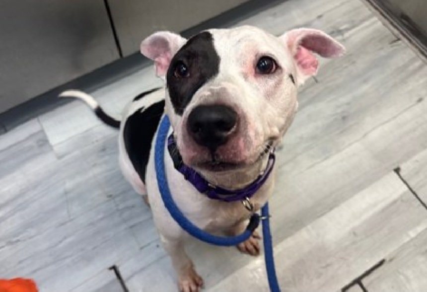 MorgFairsdogs's tweet photo. George 258644
Kill Command
#NYCACC #RescueOnly
He is a cute 7 yr old
Has CIRDC 🚑
Bit owner on arm when he was cleaning his ear
Walks with mild leash pressure
Needs all adult home
Help save George!
#Pledge4Rescue #foster #adopt https://t.co/nJdbAZ3YlZ
