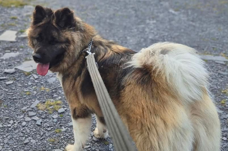 millypod1's tweet photo. AKIRA IS HOME. THANKS FOR RT's 😊🐕🐾

🆘30 JULY 2026 #Lost AKIRA #ScanMe
ELDERLY Akita Female 
#Ingoldmells #Skegness #PE24 #Lincolnshire 
She has been seen running around on field by Den end of Rrunch Lane today at 2 pm https://t.co/gqoitN7FNc https://t.co/8LXcLVFO1B