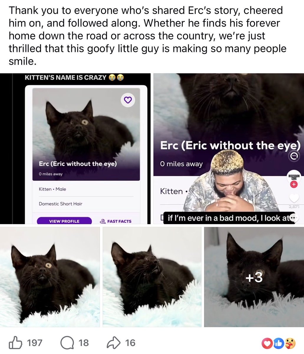 ErcWitOutTheEye's tweet photo. Erc without the eye has 107k likes on TikTok and nearing 50k upvotes on Reddit, Forgotten felines rescue of Louisiana even responded to the post! Commenters showing love wanting to adopt him🐈‍⬛ If you’re in Louisiana would you consider adopting this superstar? Support local rescues!