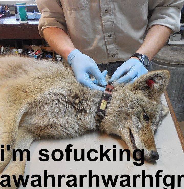 DATDUMBYOTE's tweet photo. @yote_phoenix Yoter https://t.co/A2naUJQCgV