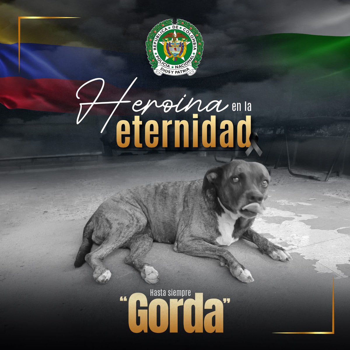 ELTIEMPO's tweet photo. 😢💔 Gorda, la perrita de la Policía que perdió la vida en los atentados en Cúcuta. 

En un sentido mensaje, la institución se despidió de la perrita en redes sociales:  “¡Vuela alto ‘Gorda’ 🦮! Tras el vil atentado terrorista perpetrado en Cúcuta, que dejó 11 uniformados lesionados, hoy también lamentamos la pérdida de una de nuestras más fieles compañeras.
Los criminales asesinaron a una canina que durante ocho años hizo del Comando @PoliciaNteSder su hogar y de nuestros policías su familia. Su lealtad, nobleza y entrega permanecerán por siempre en nuestra memoria.
Descansa en paz, valiente compañerita.”

Que Gorda descanse en paz en el cielo de los perritos 🖤🙏🏼😢

Deje su mensaje para Gorda en comentarios